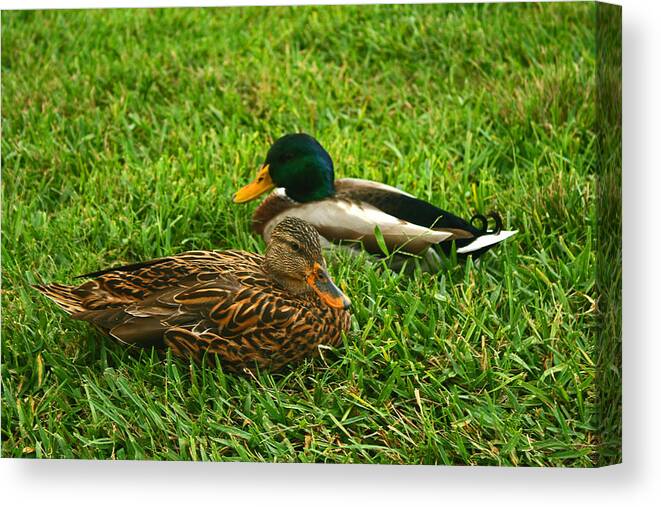 Duck Canvas Print featuring the photograph Mallard Duck couple by Michael Porchik