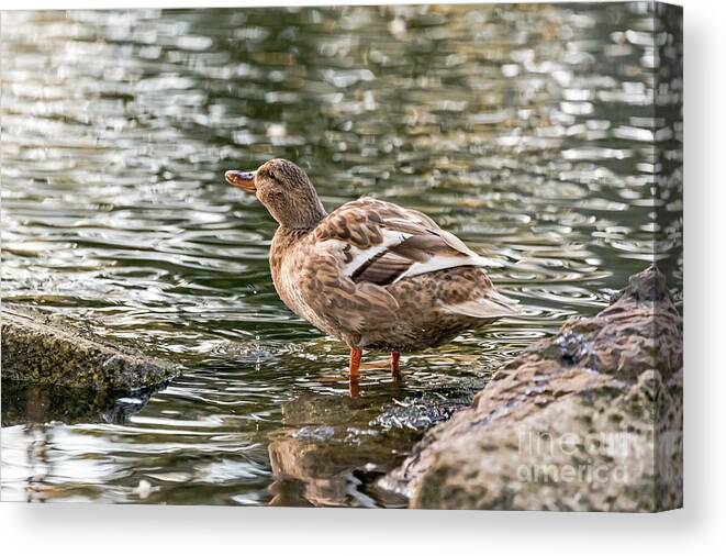 Anas Platyrhynchos Canvas Print featuring the photograph Mallard Refreshing by Kate Brown