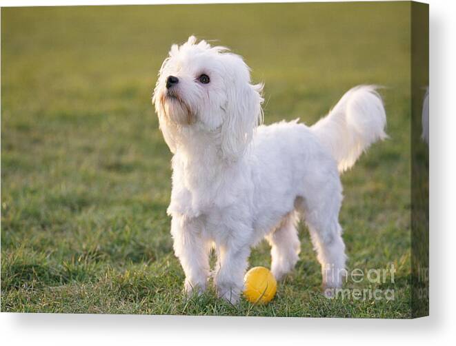 Dog Canvas Print featuring the photograph Maltese With Ball by Johan De Meester