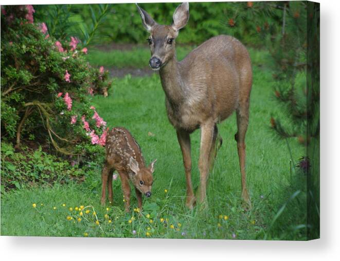 Animals Canvas Print featuring the photograph Mama Deer And Baby Bambi by Kym Backland