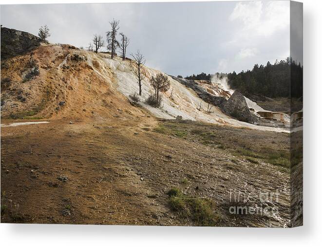 Yellowstone Canvas Print featuring the photograph Mammoth Hot Springs by Belinda Greb