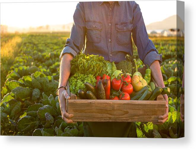 Broccoli Canvas Print featuring the photograph Man holding crate ob fresh vegetables by Alle12