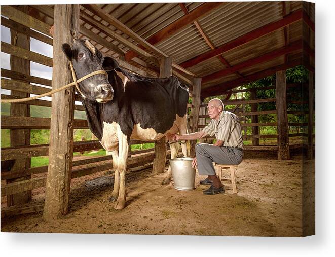 Indoors Canvas Print featuring the photograph Man Milking A Cow In A Barn by Ktsdesign