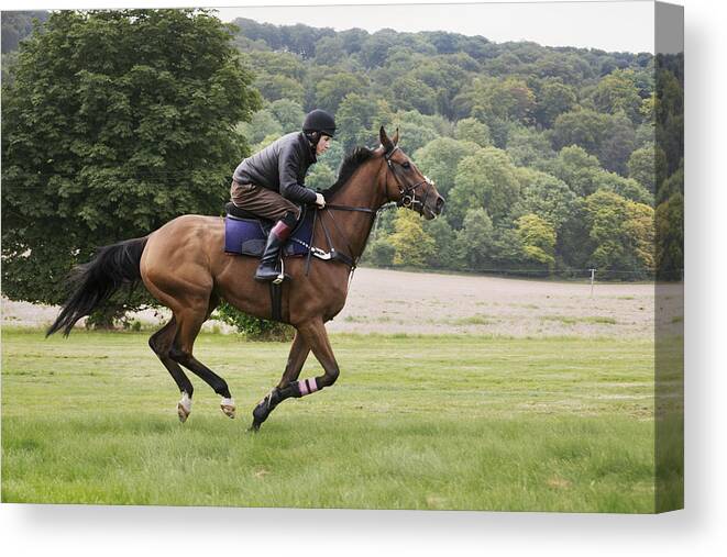 Horse Canvas Print featuring the photograph Man on a bay horse galloping across grass. by Mint Images