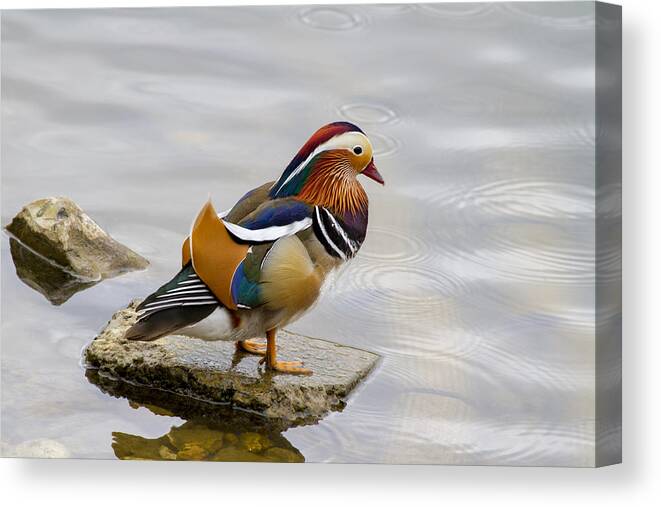 Duck Canvas Print featuring the photograph Mandarin by Chris Smith