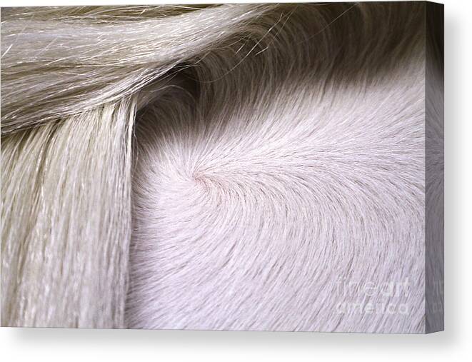 Nature Canvas Print featuring the photograph Hidden Gem by Michelle Twohig
