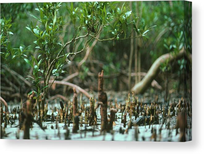 Swamp Canvas Print featuring the photograph Mangrove Swamp by Andrew Mcclenaghan/science Photo Library.