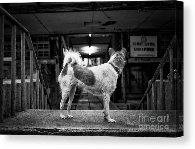 Dog Canvas Print featuring the photograph Man's Best Friend by Dean Harte