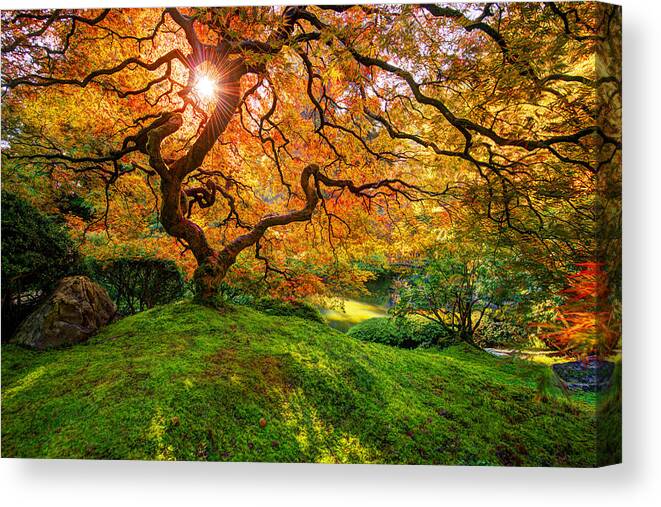 Japanese Maple Canvas Print featuring the photograph Maple by Dustin LeFevre