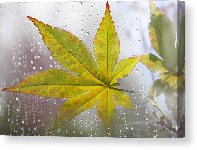 Maple Leaf Canvas Print featuring the photograph Maple Leaf and the Rain by Mariola Szeliga