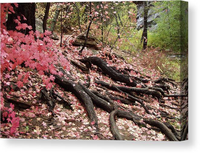 Nature Canvas Print featuring the photograph Maple leaves and tree roots by Harold Rau