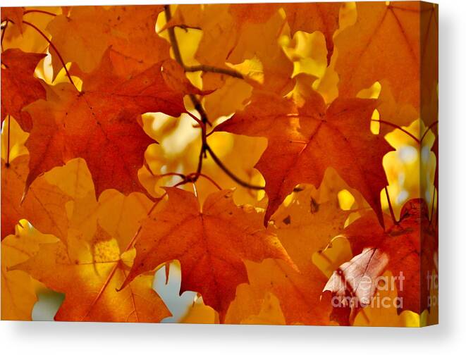 Fall Color Canvas Print featuring the photograph Maple Leaves by Andrea Kollo