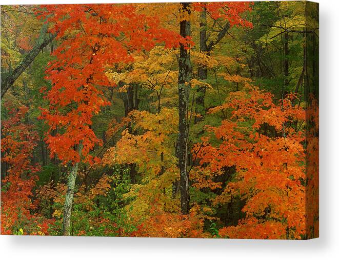 Season Canvas Print featuring the photograph Maple leaves in autumn , Algonquin Park , Ontario , Canada by Comstock