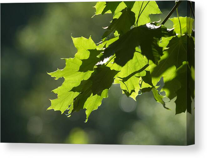 Maple Leaves Canvas Print featuring the photograph Maple Leaves in Summer by Larry Bohlin