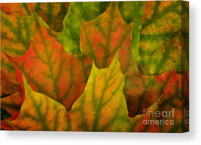 Autumn Leaf Texture Canvas Print featuring the photograph Maple Leaves by Jolanta Meskauskiene