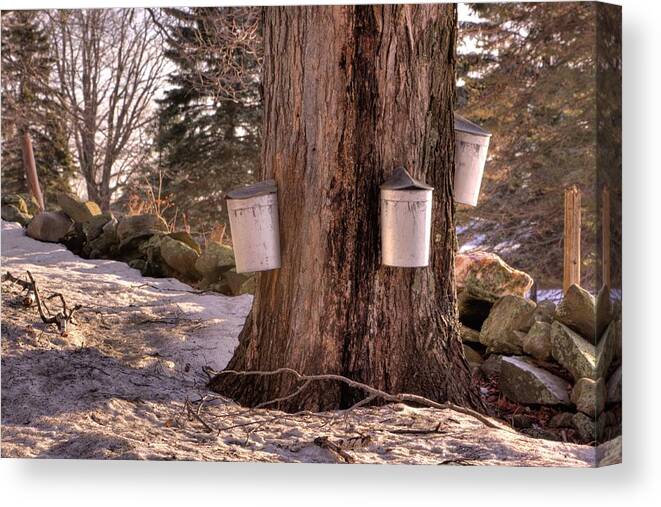 Maple Tree Canvas Print featuring the photograph Maple Syrup Buckets by Tom Singleton