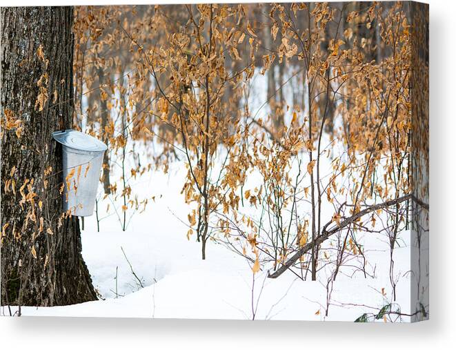 Landscape Canvas Print featuring the photograph Maple Woods by Cheryl Baxter