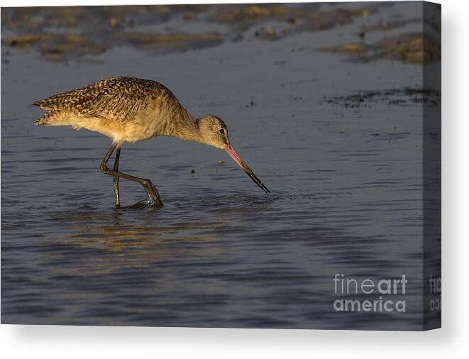 Marbled Godwit Canvas Print featuring the photograph Marbled Godwit Photo by Meg Rousher