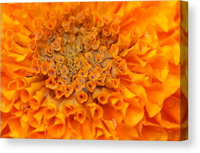 Marigold Canvas Print featuring the photograph Marigold Marcro by Karol Livote