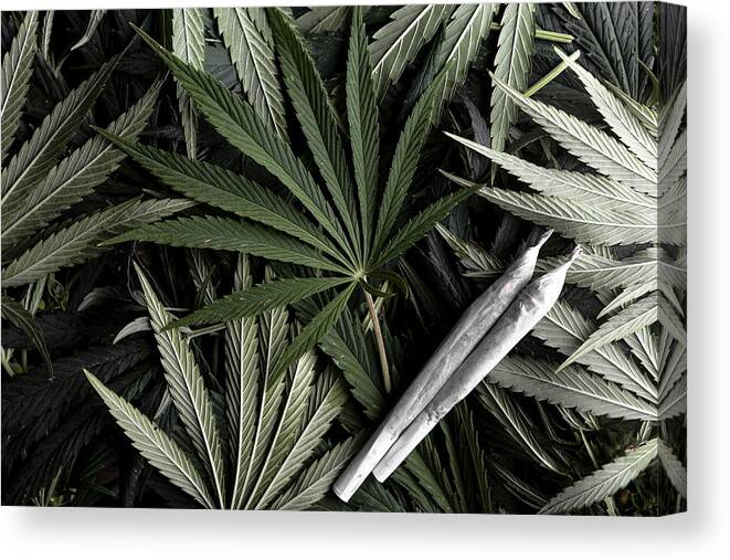 Grass Canvas Print featuring the photograph Marijuana plant with joints by Nastasic