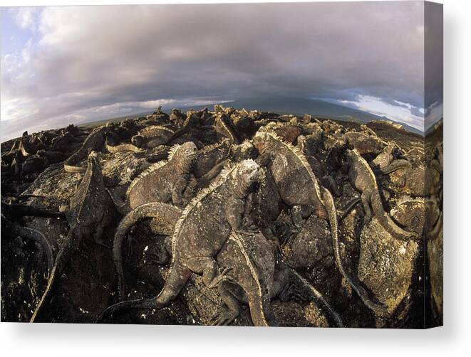 Feb0514 Canvas Print featuring the photograph Marine Iguana Colony Basking Galapagos by Tui De Roy
