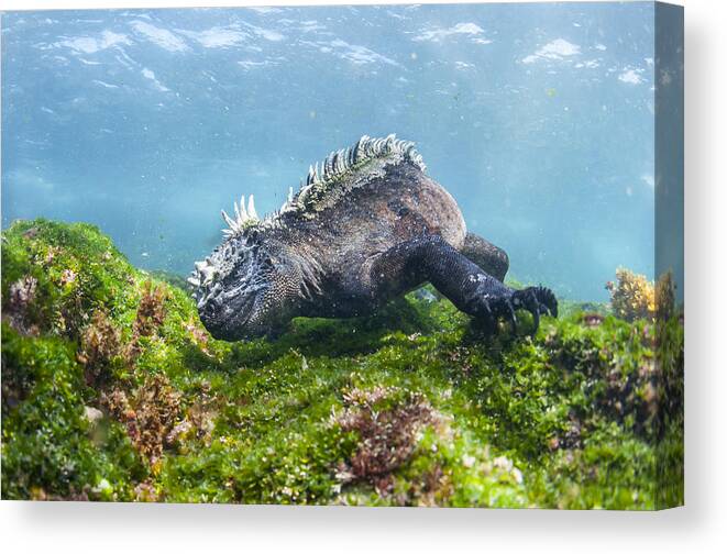 Tui De Roy Canvas Print featuring the photograph Marine Iguana Feeding On Algae Punta by Tui De Roy