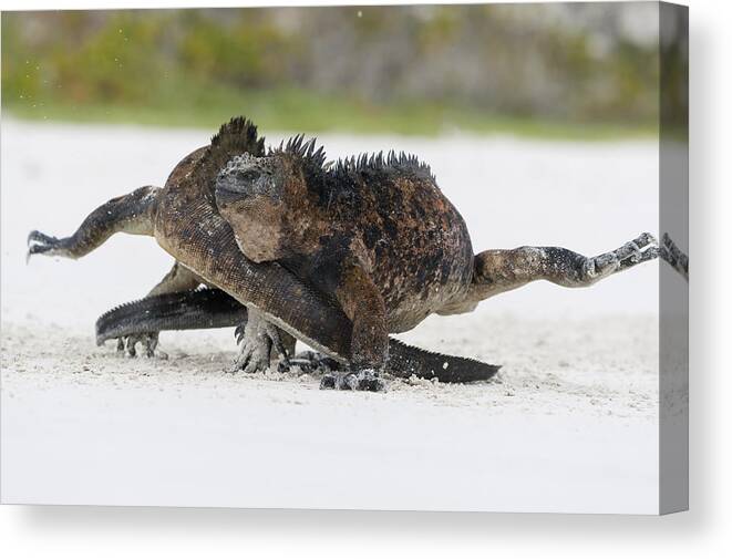 Tui De Roy Canvas Print featuring the photograph Marine Iguana Males Fighting Turtle Bay by Tui De Roy