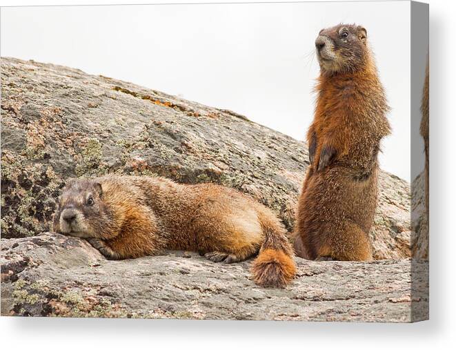 Yellow Bellied Marmot Canvas Print featuring the photograph Marmots in Yellowstone by Natural Focal Point Photography