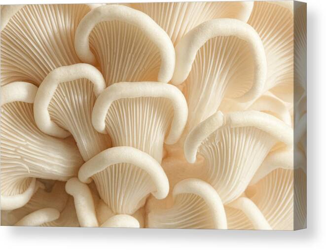 Mushrooms Canvas Print featuring the photograph Marvelling the Mushroom - II by Marilyn Cornwell