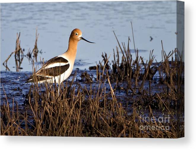 American Avocet Canvas Print featuring the photograph Mating Time by Ronald Lutz