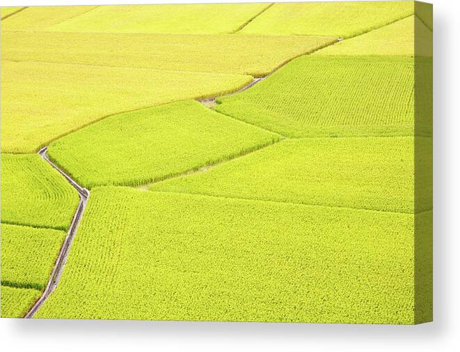 Tranquility Canvas Print featuring the photograph Mature Rice, As Beautiful As Gold by Clover No.7 Photography