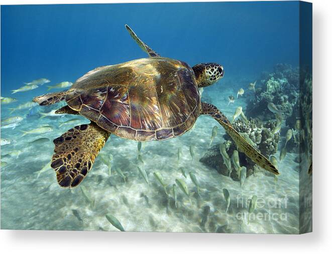 Green Canvas Print featuring the photograph Maui Turtle by David Olsen