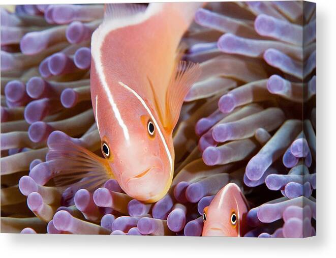 Pink Anemonefish Canvas Print featuring the photograph Me and Mom by Paula De Baleau