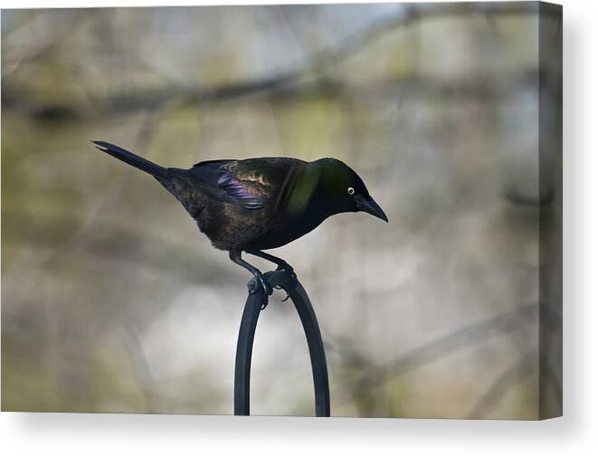 Birds Canvas Print featuring the photograph Mean Mr. Grackle by Ross Powell