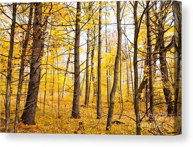 Landscapes Canvas Print featuring the photograph Mellow Yellow by Cheryl Baxter