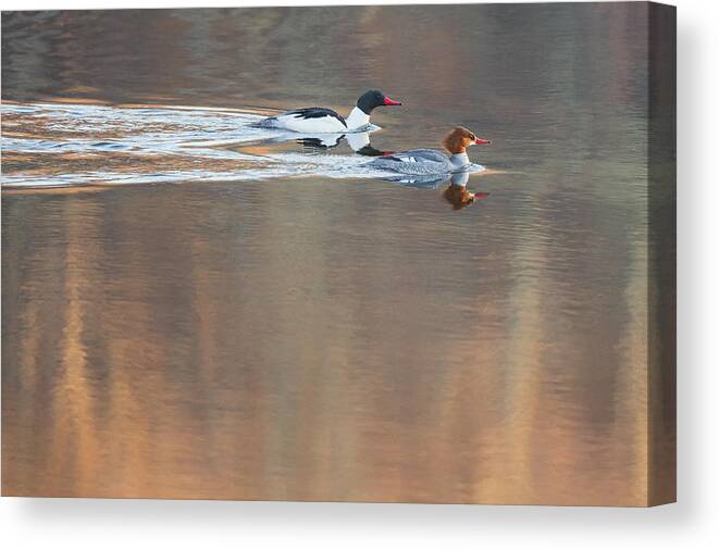 Reflection Canvas Print featuring the photograph Merganser Morning by Bill Wakeley