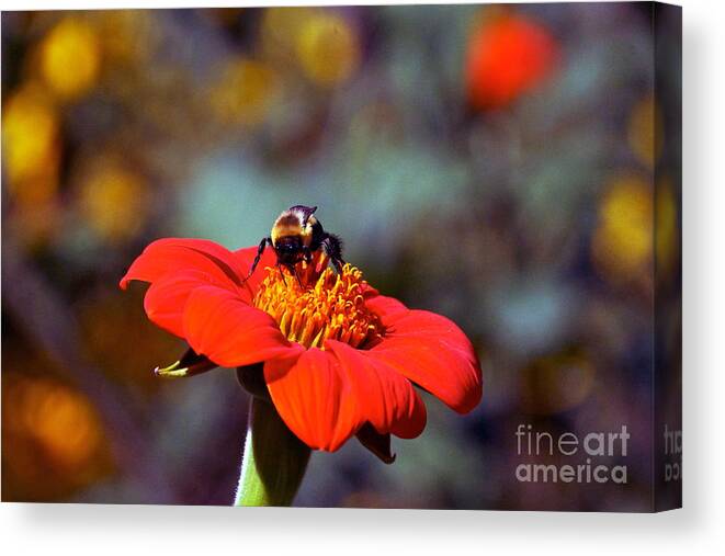 Tithonia Rotundifolia Canvas Print featuring the photograph Mexican Sunflower Open House Party Time by Byron Varvarigos