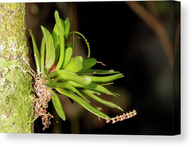South America Canvas Print featuring the photograph Micro Orchid by Dr Morley Read
