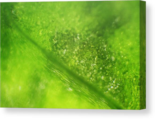 Nature Canvas Print featuring the photograph Microscope - Leaf and Bubble 2 by Afrison Ma