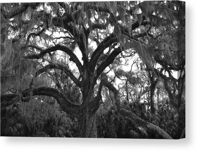 Tree Canvas Print featuring the photograph Mighty Oak by Kimberly Oegerle