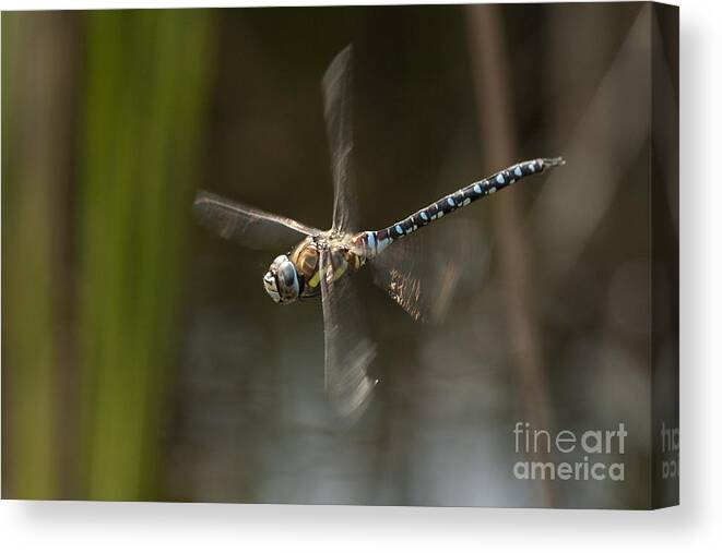 Dragonfly Canvas Print featuring the photograph Migrant Hawker dragonfly in flight by Tony Mills