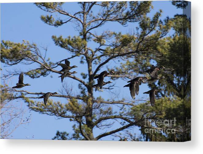 Wood Ducks Canvas Print featuring the photograph Migrating Wood Ducks by Dan Hefle