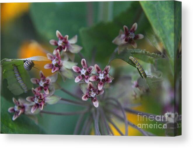 Milkweed Canvas Print featuring the photograph Milkweed with Monarch caterpillars by Yumi Johnson