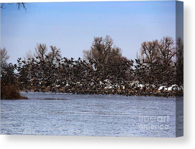 Geese Canvas Print featuring the photograph Million Birds by Yumi Johnson