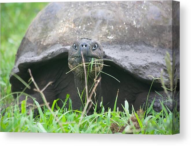Tortoise Canvas Print featuring the photograph Million Year Stare by Allan Morrison