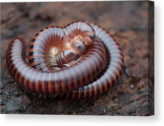 Nobody Canvas Print featuring the photograph Millipedes Mating by Melvyn Yeo