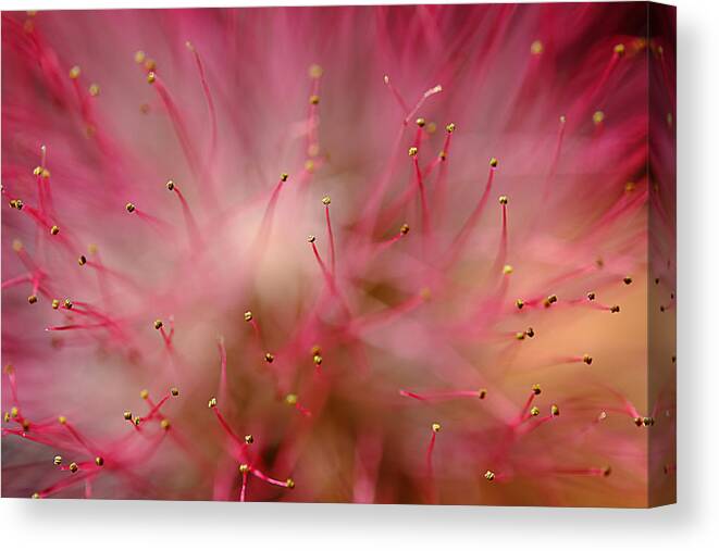 Mimosa Canvas Print featuring the photograph Mimosa Fireworks by Michael Eingle