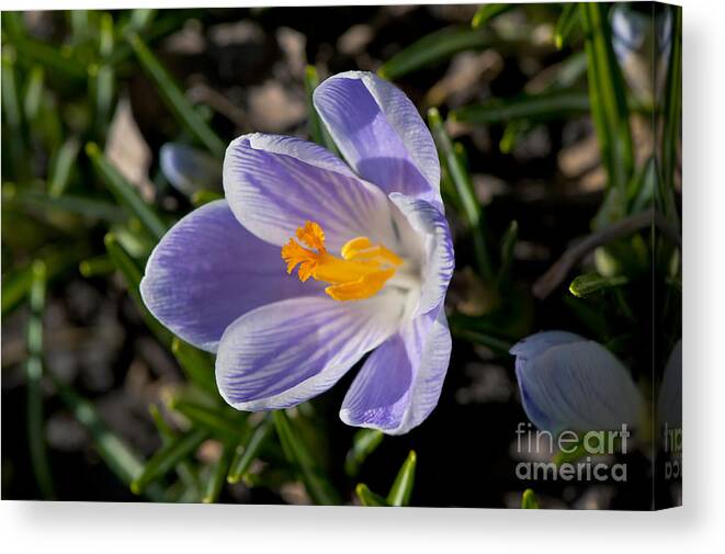 Crocus Canvas Print featuring the photograph Miniature Spring Fireworks by Dan Hefle