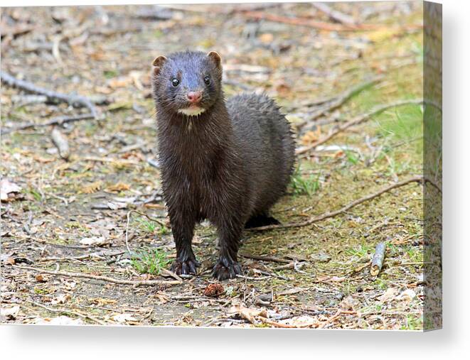Mink Canvas Print featuring the photograph Mink 2 by Butch Lombardi