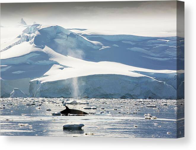 Whale Canvas Print featuring the photograph Minke Whale Balaenoptera Acutorostrata by Ashley Cooper